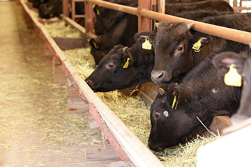 Wagyu beef